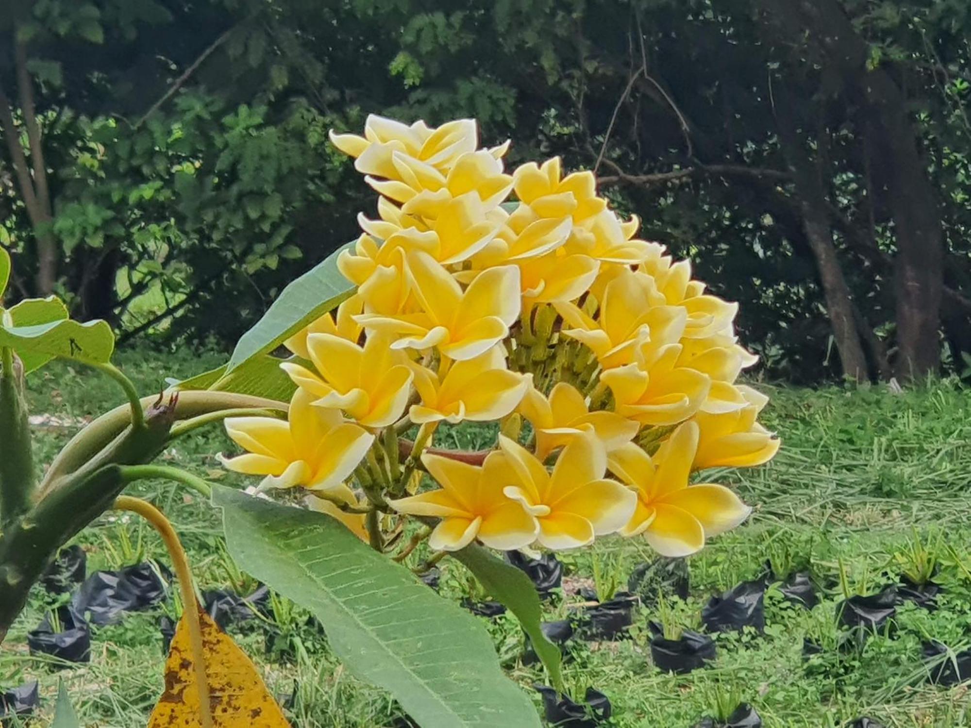 Villa Alicia Maguwo Dış mekan fotoğraf